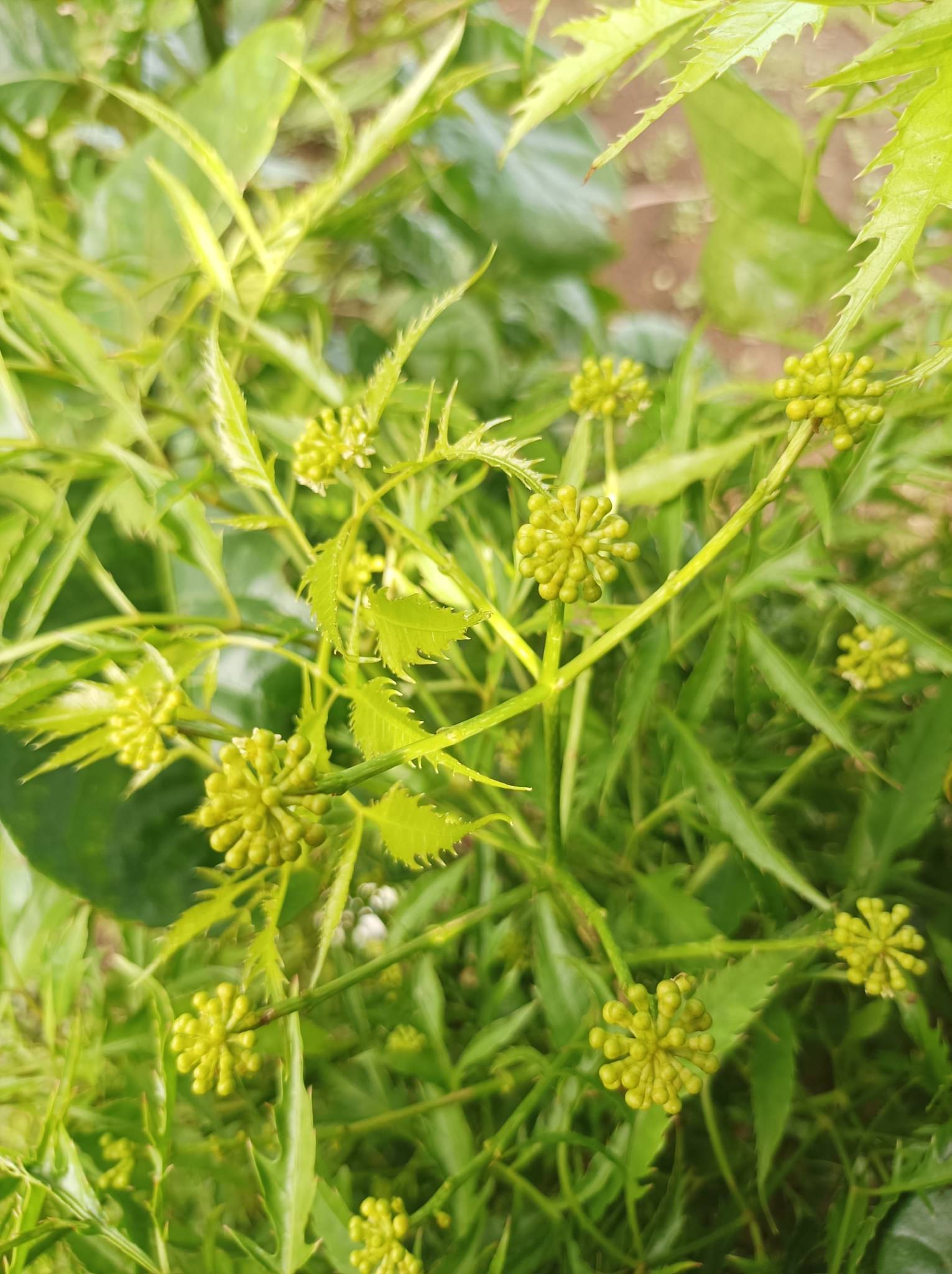 Polyscias fruticosa